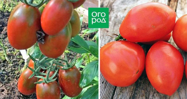 20 самых урожайных сортов томатов для теплицы 