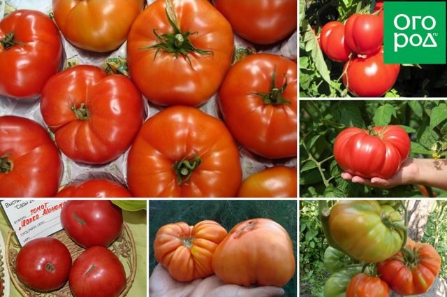 20 самых урожайных сортов томатов для теплицы 