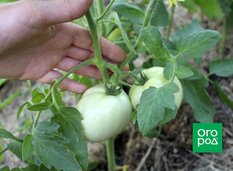 Формирование и обработка томатов в жару: как не остаться без урожая 