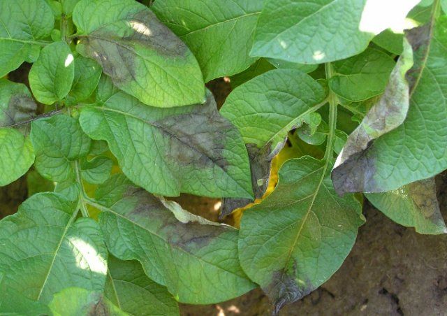 Пятна на листьях перца и баклажанов – почему появляются и что делать 