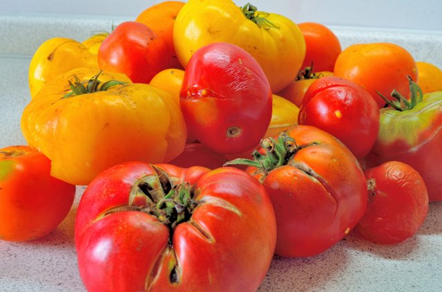 Почему трескаются томаты, и как этого избежать 