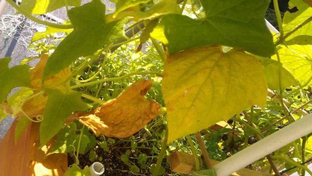 Почему у огурцов желтеют и сохнут листья и что с этим делать 