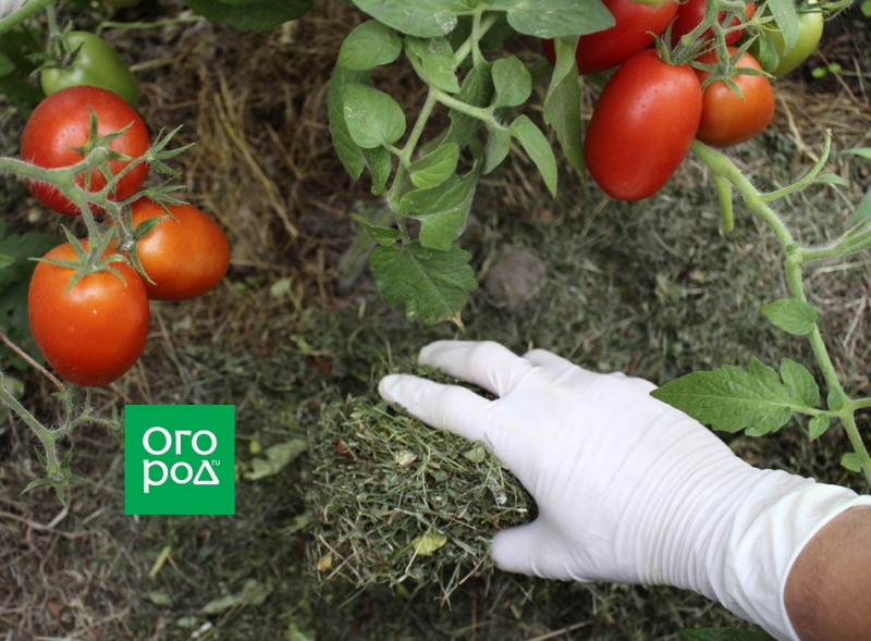 7 обязательных процедур, которые нужно сделать с томатами в августе 