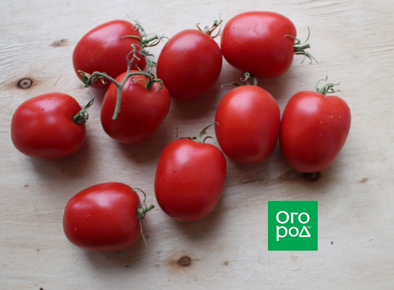 Ферментируем и обеззараживаем семена томатов в растворе сенной палочки: пошаговая инструкция 