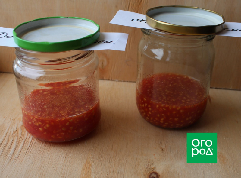 Ферментируем и обеззараживаем семена томатов в растворе сенной палочки: пошаговая инструкция 
