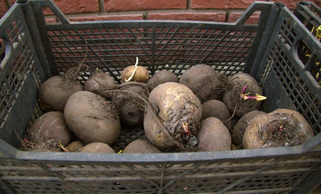 Как хранить картошку: 10 самых важных правил 