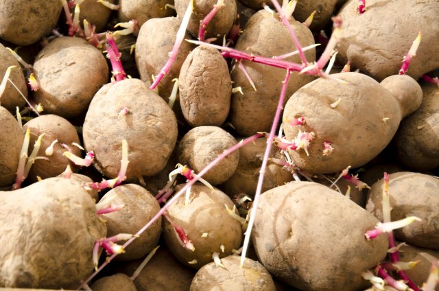 Как хранить картошку: 10 самых важных правил 