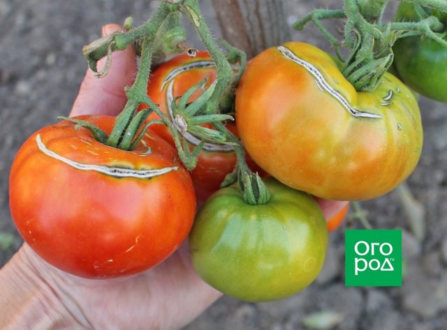 Передают дожди: нужно ли снимать зеленые помидоры с кустов? 