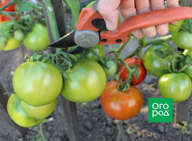 Передают дожди: нужно ли снимать зеленые помидоры с кустов? 