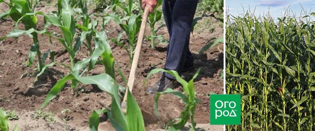 Почему на кукурузе нет початков: 4 главные причины 