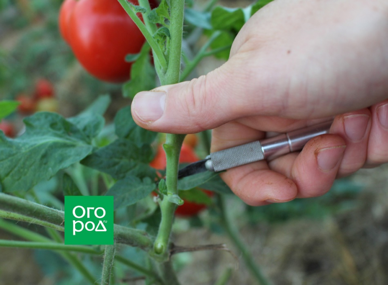 Почему в томатах нет семян и как сохранить такие сорта 