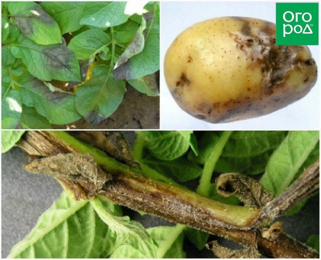 Чем болеет картофель: определяем по урожаю 