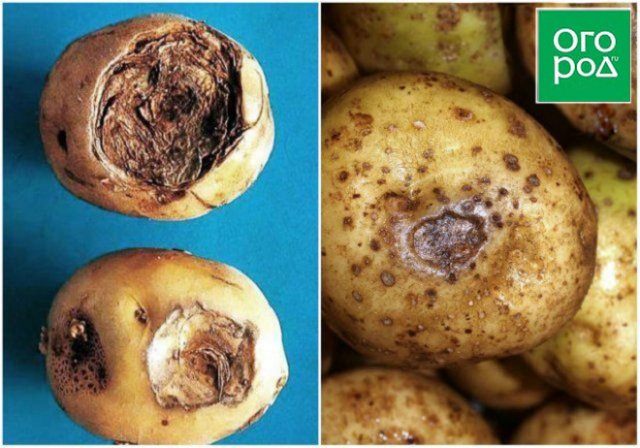 Чем болеет картофель: определяем по урожаю 