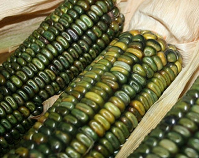 Цветная кукуруза: 7+ самых ярких и вкусных сортов 