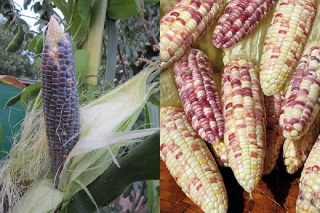 Цветная кукуруза: 7+ самых ярких и вкусных сортов 