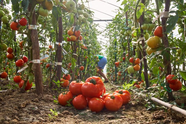 Как бороться с фитофторой на помидорах в теплице – чем и как обработать кусты 