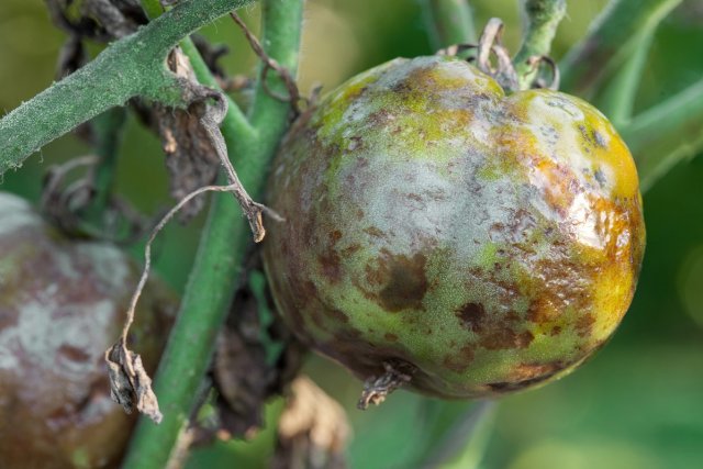 Как бороться с фитофторой на помидорах в теплице – чем и как обработать кусты 