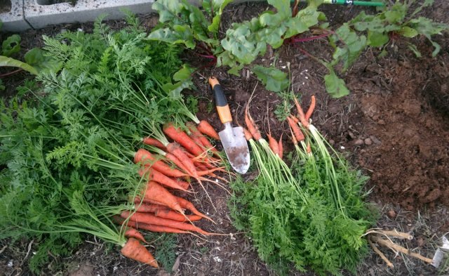 Когда убирать с грядки морковь, свеклу, сельдерей и другие корнеплоды на хранение 