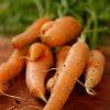Когда убирать с грядки морковь, свеклу, сельдерей и другие корнеплоды на хранение 