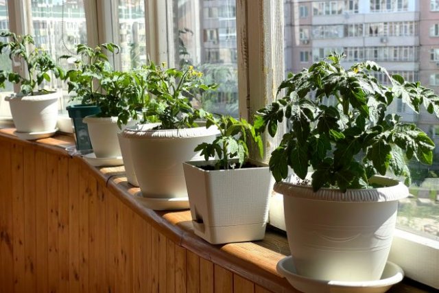 Контейнерный огород в квартире: как организовать, что посадить и как ухаживать 