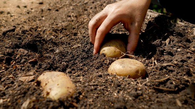 5 способов посадить картофель от пяти разных агрономов 