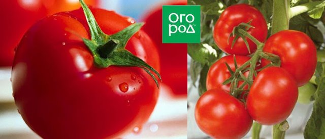 6 сортов томатов, которые можно хранить до Нового года 
