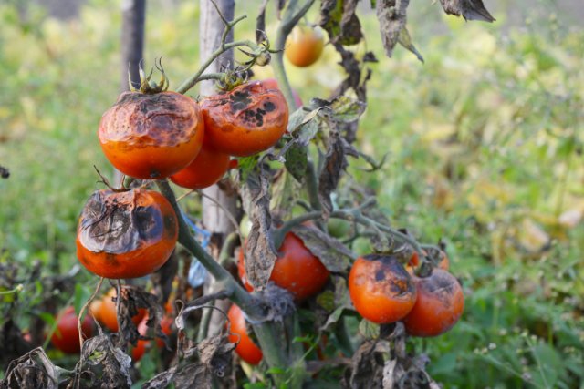 Чем обработать открытый грунт после томатов 