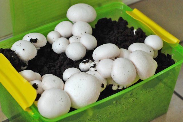 Как вырастить грибы в квартире: пошаговая инструкция 