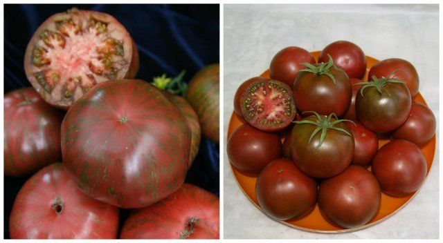 Какие бывают томаты: классификация видов, групп и сортов 