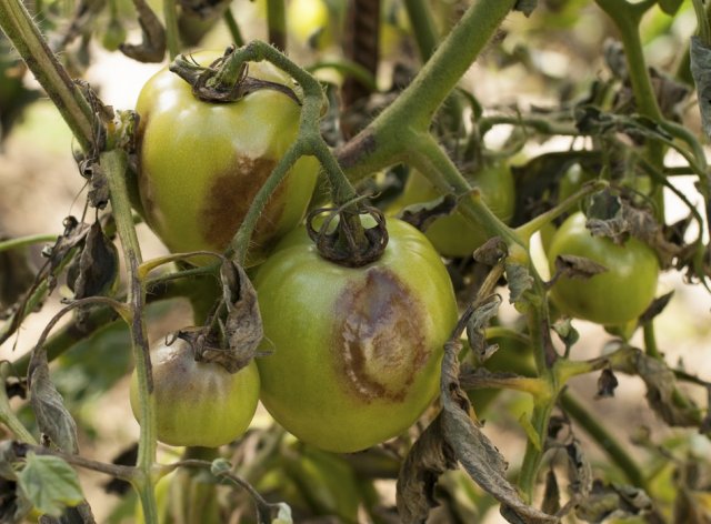 Можно ли собирать семена томатов с кустов, которые болели фитофторозом 