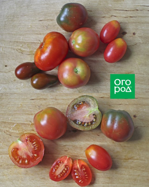Почему томаты при созревании окрашиваются неравномерно 