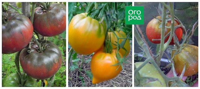 Почему томаты при созревании окрашиваются неравномерно 