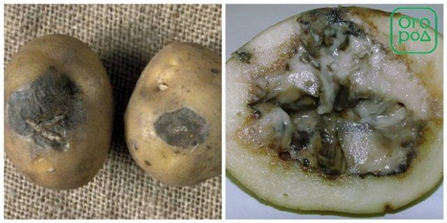 Из-за чего в погребе гниет картофель – 6 самых опасных болезней 
