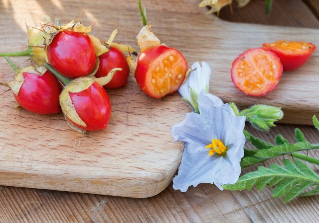 Колючий томат личи – растим в средней полосе 