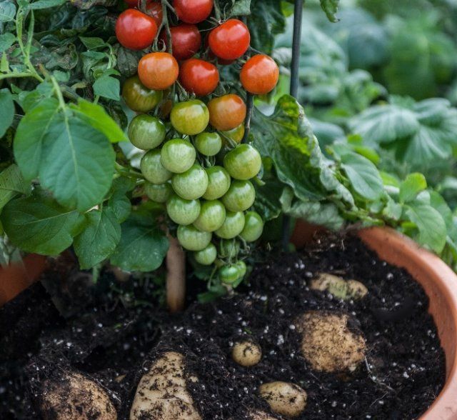 Самые необычные гибриды томатов – мифы и реальность 