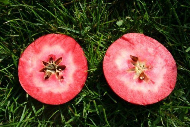 Самые необычные гибриды томатов – мифы и реальность 