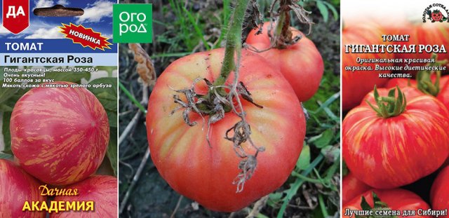 5 сортов и гибридов томатов для новичков: проверено томатоводами 