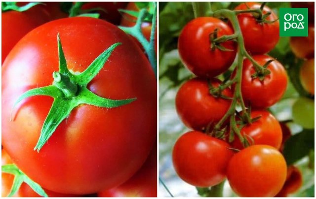 Ранние сорта томатов для открытого грунта – фото, описания и отзывы дачников 