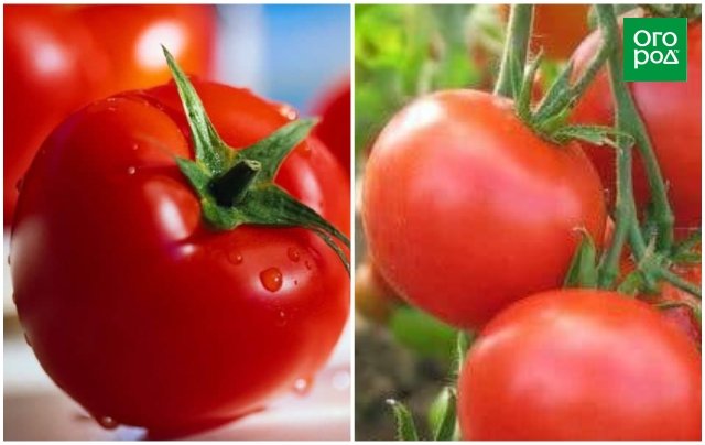 Ранние сорта томатов для открытого грунта – фото, описания и отзывы дачников 