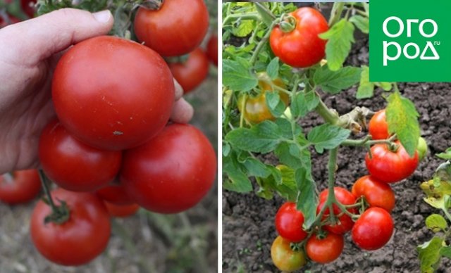 Штамбовые томаты для открытого грунта: 20 проверенных сортов 