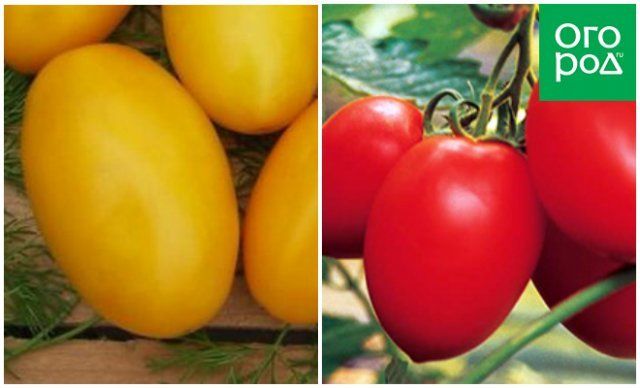 Штамбовые томаты для открытого грунта: 20 проверенных сортов 