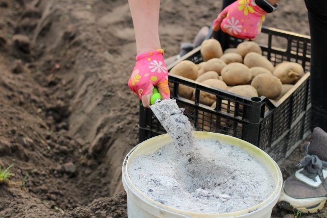 Выращивание картофеля по Лунному календарю в 2022 году 