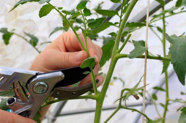 Выращивание томатов по Лунному календарю в 2022 году 