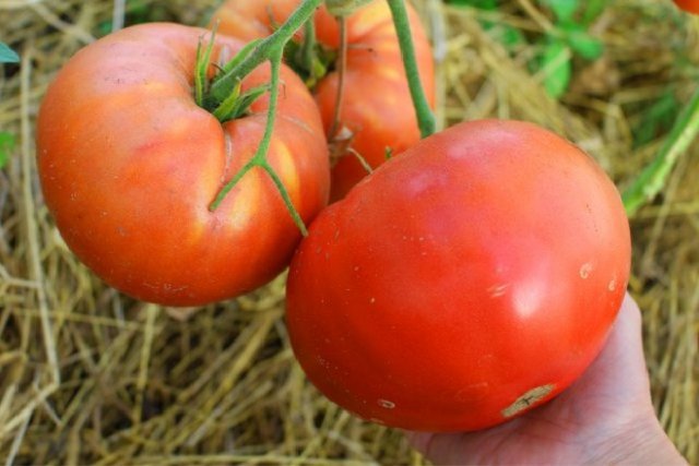 15 самых урожайных сортов и гибридов томатов для теплиц и открытого грунта 