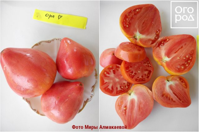 17 лучших сортов томатов для теплицы и открытого грунта – рейтинг от наших читателей 