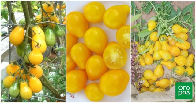 17 лучших сортов томатов для теплицы и открытого грунта – рейтинг от наших читателей 