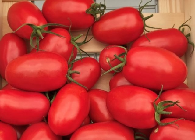 Лучшие сорта и гибриды томатов для вяления: 10 разноцветных вариантов 