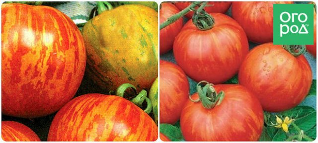 Низкорослые томаты – самые урожайные сорта и гибриды 