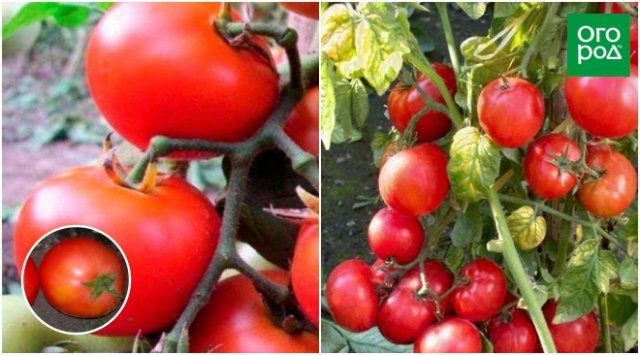 Низкорослые томаты – самые урожайные сорта и гибриды 