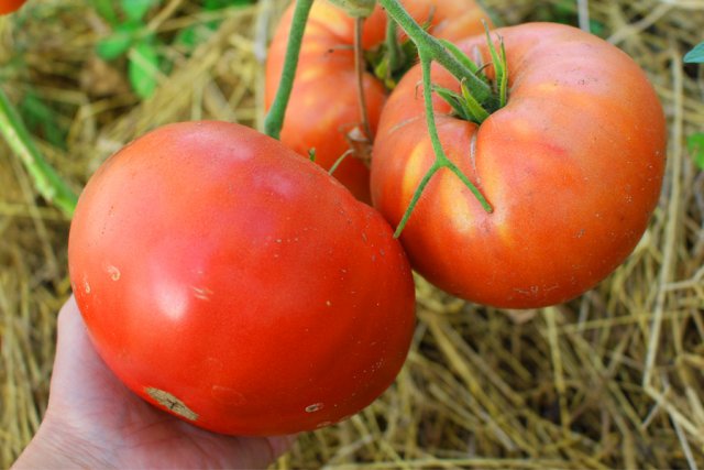 Сорта томатов для теплицы из поликарбоната – лучшие варианты 